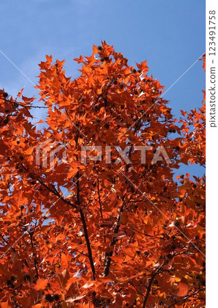 Autumn leaves and ripe fruit of Taiwan Ginger, January 2025 Autumn leaves and ripe fruit of Taiwan Ginger, January 2025 123491758