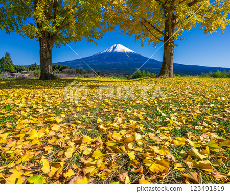 Yellow ginkgo leaves and Mt. Fuji at Shiraito Natural Park 123491819