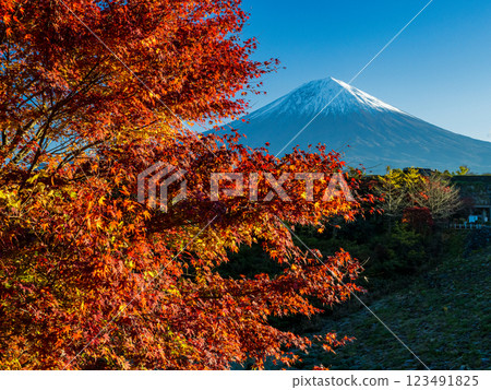 朝陽下的大倉水壩和富士山的黃葉 朝陽下的大倉水壩和富士山的黃葉 123491825