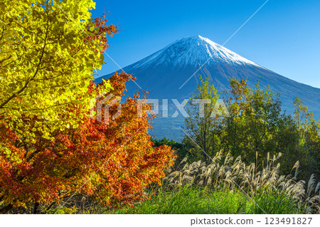 秋天的銀杏、楓樹和富士山 123491827