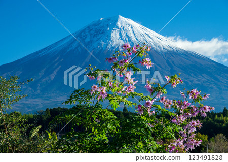 達利亞皇帝和富士山 123491828
