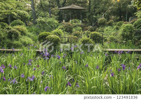 Iris flowers in full bloom at Yatsuhashi Iris Garden in Chiryu City Iris flowers in full bloom at Yatsuhashi Iris Garden in Chiryu City 123491836