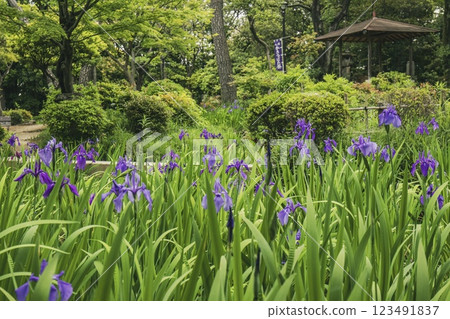 Iris flowers in full bloom at Yatsuhashi Iris Garden in Chiryu City 123491837