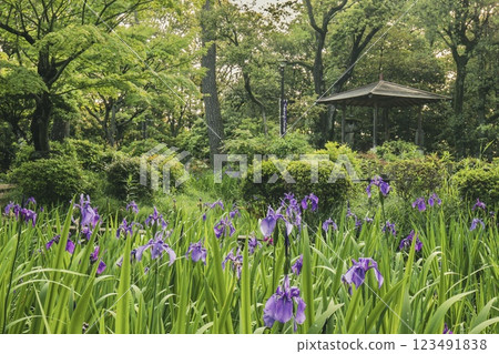 Iris flowers in full bloom at Yatsuhashi Iris Garden in Chiryu City 123491838