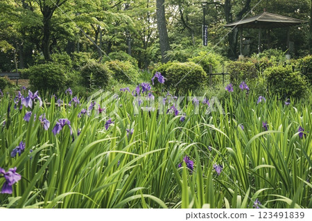Iris flowers in full bloom at Yatsuhashi Iris Garden in Chiryu City 123491839