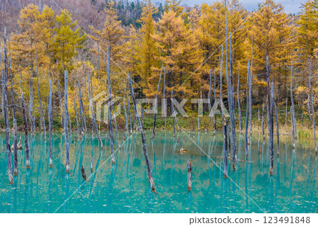 A popular spot in Hokkaido: The Blue Pond in autumn A popular spot in Hokkaido: The Blue Pond in autumn 123491848