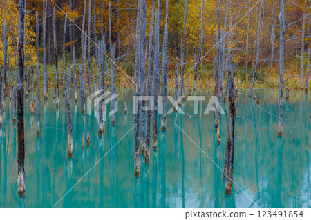 北海道秋季人氣景點：青池 123491854
