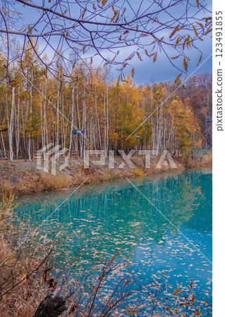 A popular spot in Hokkaido: The Blue Pond in autumn 123491855