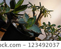 Houseplants (Agave, Gracilis) 123492037