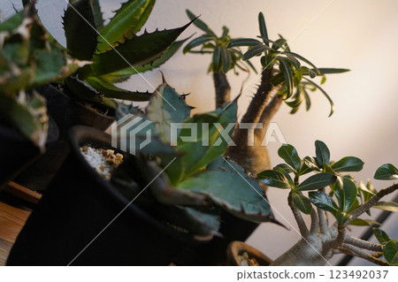 室內植物（龍舌蘭、細葉龍舌蘭） 123492037