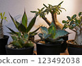 Houseplants (Agave, Gracilis) 123492038