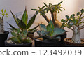 Houseplants (Agave, Gracilis) 123492039