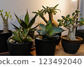 Houseplants (Agave, Gracilis) 123492040