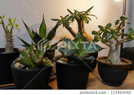 Houseplants (Agave, Gracilis) 123492040
