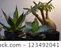 Houseplants (Agave, Gracilis) 123492041