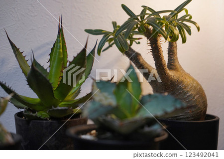 室內植物（龍舌蘭、細葉龍舌蘭） 123492041