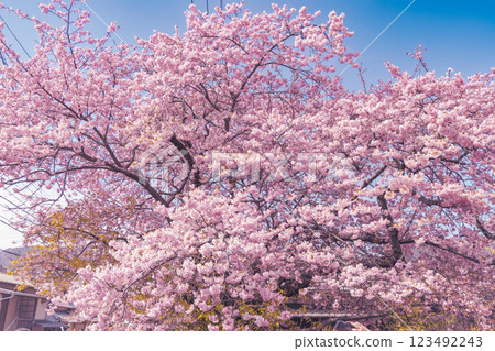 Kawazu cherry blossoms in full bloom and blue sky Kawazu cherry blossoms in full bloom and blue sky 123492243