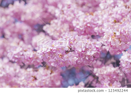 盛開的河津櫻花和藍天 盛開的河津櫻花和藍天 123492244