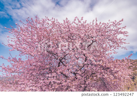 Kawazu cherry blossoms in full bloom and blue sky Kawazu cherry blossoms in full bloom and blue sky 123492247