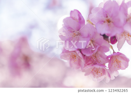 Kawazu cherry blossoms in full bloom and blue sky Kawazu cherry blossoms in full bloom and blue sky 123492265