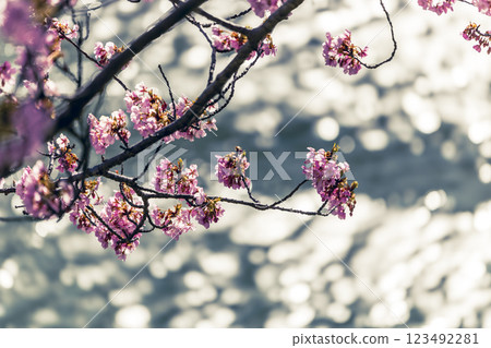 Kawazu cherry blossoms in full bloom and blue sky 123492281