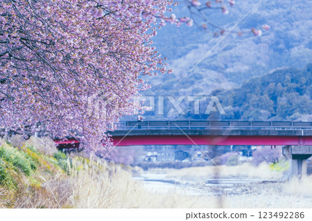 Kawazu cherry blossoms in full bloom and blue sky Kawazu cherry blossoms in full bloom and blue sky 123492286