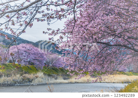 Kawazu cherry blossoms in full bloom and blue sky Kawazu cherry blossoms in full bloom and blue sky 123492289