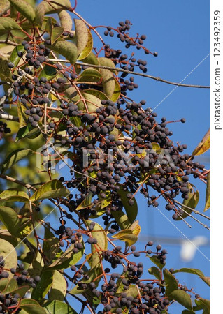 Ripe Ligustrum moniliforme fruit, January 2025 Ripe Ligustrum moniliforme fruit, January 2025 123492359
