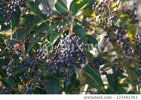 Ripe Ligustrum moniliforme fruit, January 2025 Ripe Ligustrum moniliforme fruit, January 2025 123492361