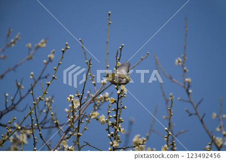 一隻日本繡眼鳥在梅花枝上飛翔 123492456