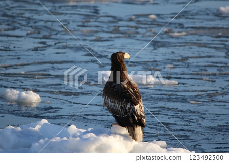 Shiretoko, Hokkaido, Steller's sea eagle 123492500
