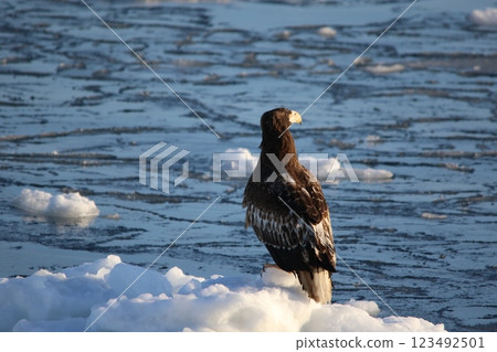 Shiretoko, Hokkaido, Steller's sea eagle 123492501