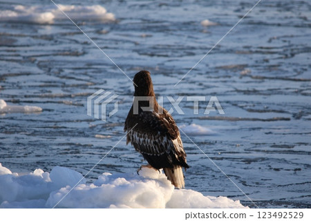 Shiretoko, Hokkaido, Steller's sea eagle 123492529