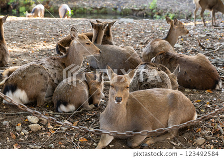Deer sitting on lawn in Nara park Deer sitting on lawn in Nara park 123492584