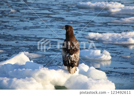 Shiretoko, Hokkaido, Steller's sea eagle Shiretoko, Hokkaido, Steller's sea eagle 123492611