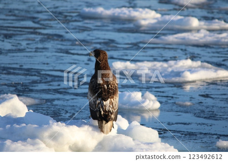 Shiretoko, Hokkaido, Steller's sea eagle Shiretoko, Hokkaido, Steller's sea eagle 123492612