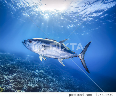 Image of a tuna swimming in the ocean Image of a tuna swimming in the ocean 123492630