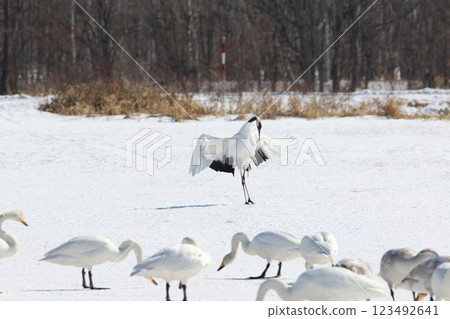 Hokkaido Red-crowned Crane 123492641