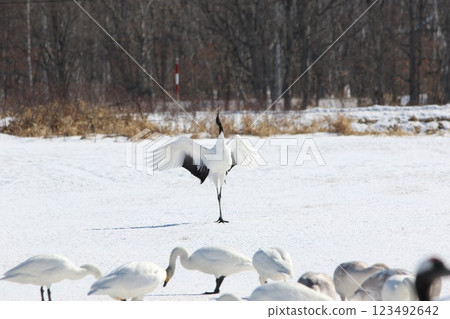 Hokkaido Red-crowned Crane 123492642