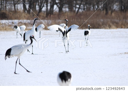 北海道丹頂鶴 123492643