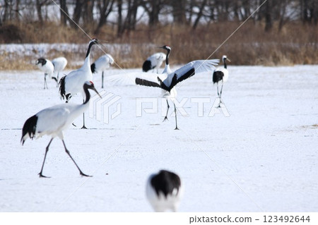 北海道丹頂鶴 北海道丹頂鶴 123492644