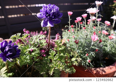 波爾圖銀蓮花和玫瑰花種植 123492662