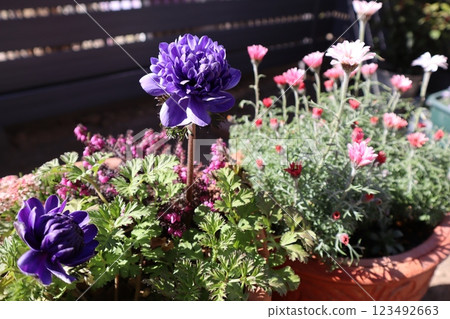 Purple anemone planting and pot Purple anemone planting and pot 123492663