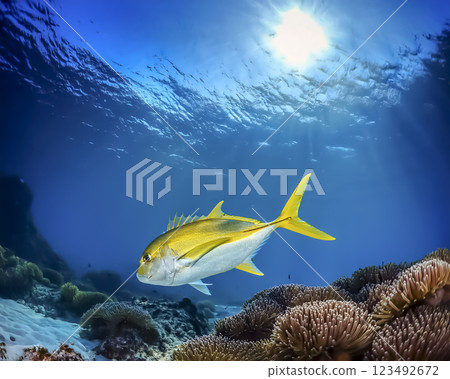 黃尾魚在海中游泳的圖片 黃尾魚在海中游泳的圖片 123492672