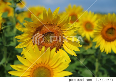 Omuta City Sunflower Field, Omuta City Sunflower Field, 123492674