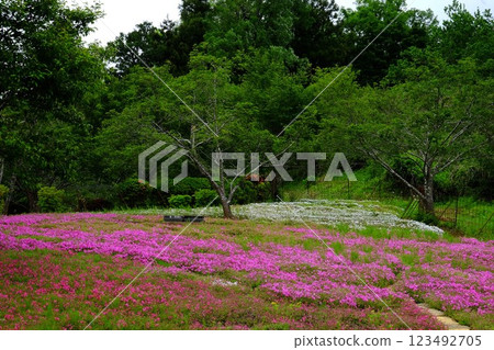 茂密的森林映襯下，石竹花盛開 [相模原市津久井，5 月] 123492705