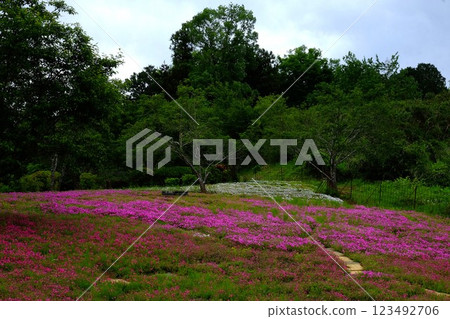 Moss Phlox Blooming Forest [Tsukui, Sagamihara City, May] 123492706