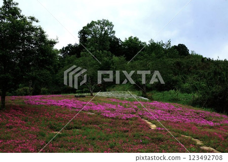 山頂上盛開的石竹花 [相模原市津久井 5月] 123492708