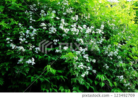 河岸上盛開的野玫瑰 [相模原市津久井 5月] 123492709