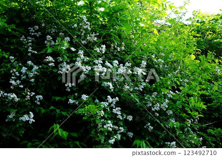 Wild roses blooming on the bank [Tsukui, Sagamihara City, May] 123492710